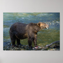 Oso Salvaje Recibió Su Salmón En La Entrada Toba