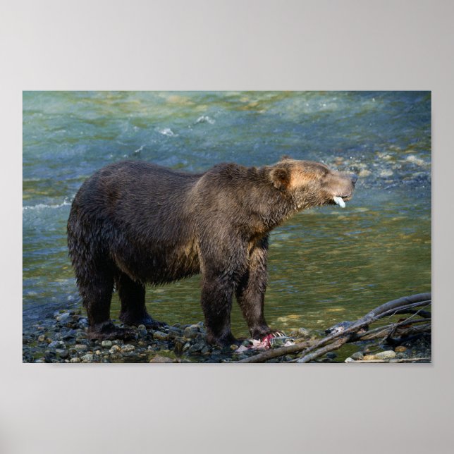 Póster Oso Salvaje Recibió Su Salmón En La Entrada Toba (Frente)