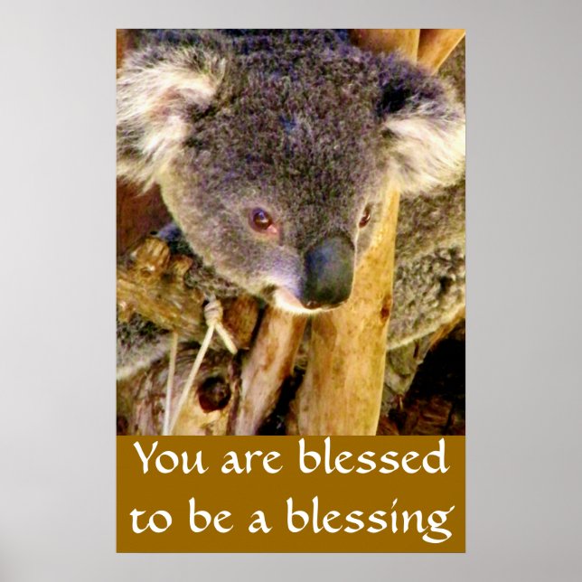 Póster Oso y mensaje de Koala_ (Frente)