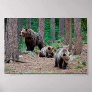 Póster Osos de Finlandia