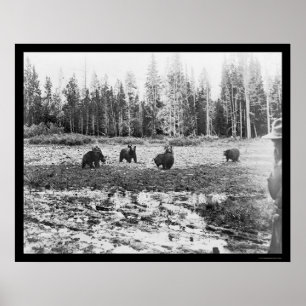 Póster Osos en el Parque Nacional Yellowstone 1922
