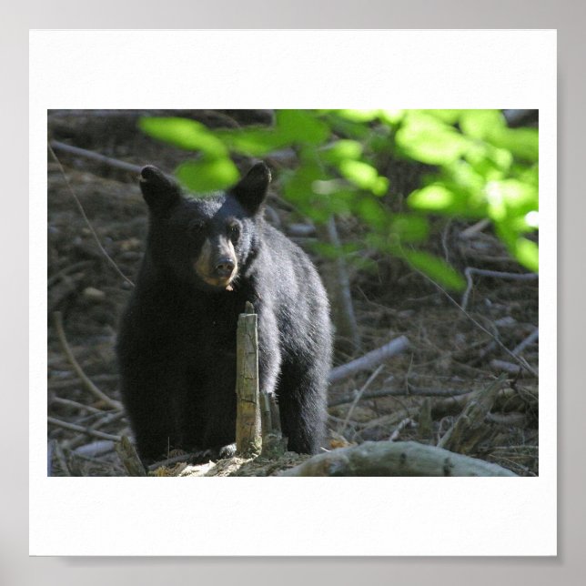 Póster osos negros (Frente)