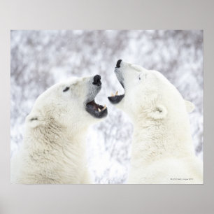 Póster Osos polares que juegan en la nieve