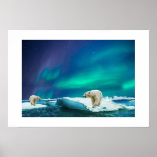 Póster Osos posters-polares