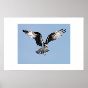 Póster Osprey
