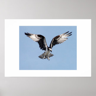 Póster Osprey