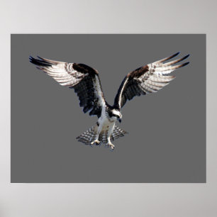 Póster Osprey
