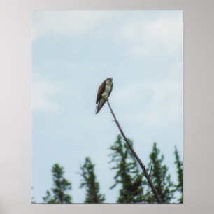 Póster Osprey 9028