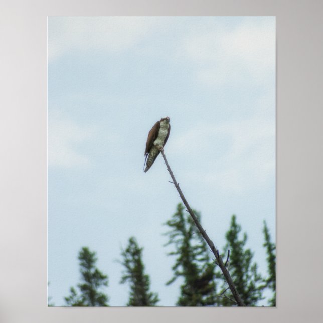 Póster Osprey 9028 (Frente)