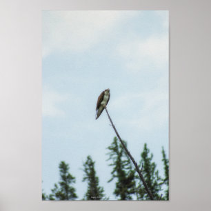 Póster Osprey 9028