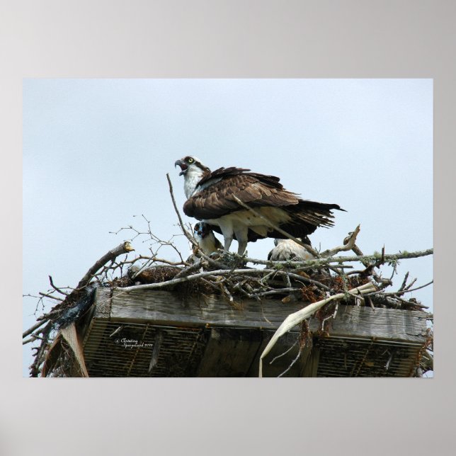 Póster Osprey bebés en nido Poster (Frente)