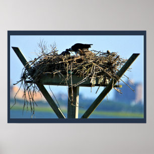 Póster Osprey Bird Nest