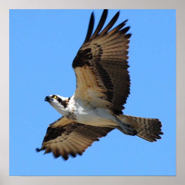 Póster Osprey Bird Poster (Frente)