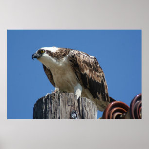 Póster Osprey Bird Print