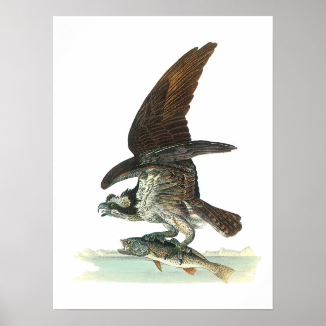 Póster Osprey by Audubon (Frente)