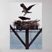 Osprey en Nest