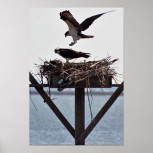 Póster Osprey en Nest