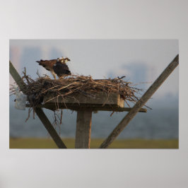 Póster Osprey en Nest Photo Poster