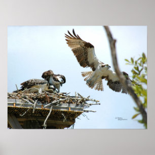 Póster Osprey Family Poster