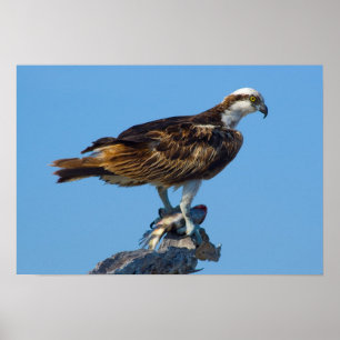 Póster Osprey, Florida