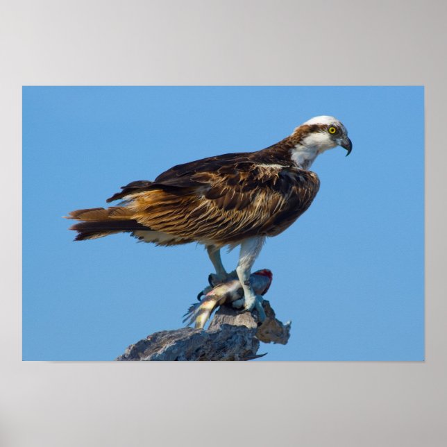 Póster Osprey, Florida (Frente)