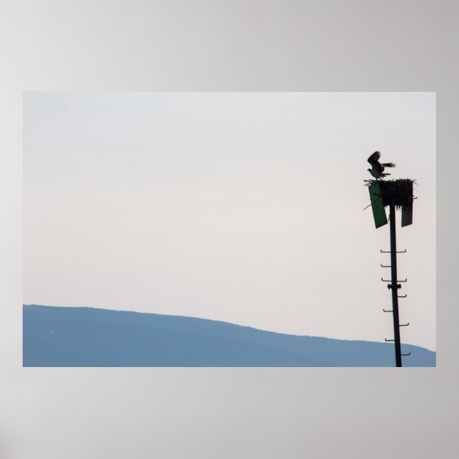 Póster Osprey frente a la isla del desierto del Monte Mai (Frente)