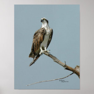 Póster Osprey hawk en el Poster de árboles