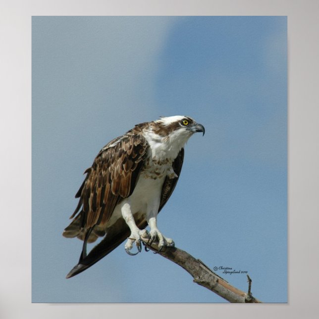 Póster Osprey hawk Poster (Frente)