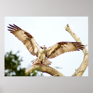Póster Osprey hawk Poster de alas abiertas