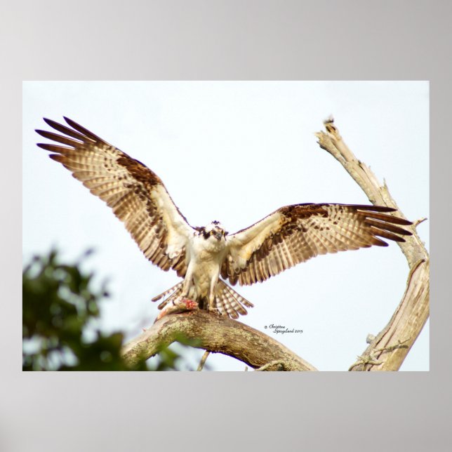 Póster Osprey hawk Poster de alas abiertas (Frente)
