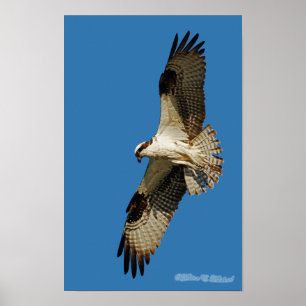 Póster Osprey Hovering