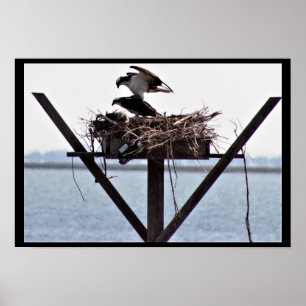 Póster Osprey in Nest