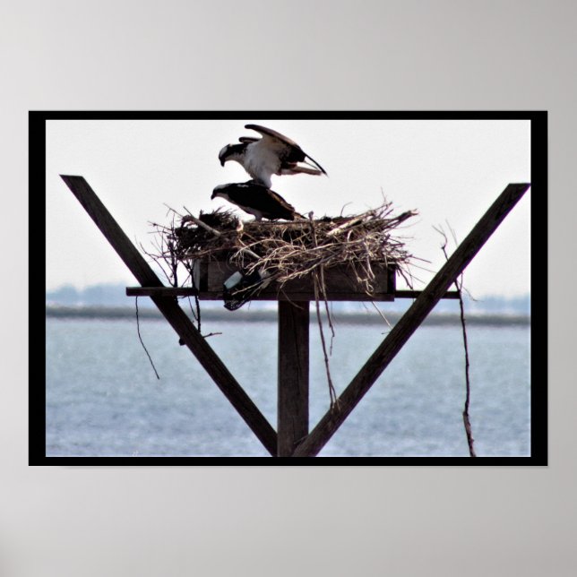 Póster Osprey in Nest (Frente)
