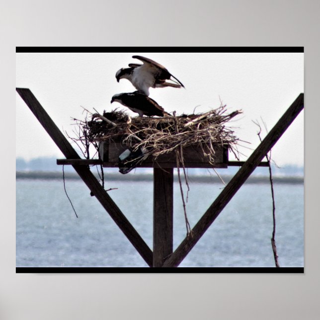 Póster Osprey in Nest (Frente)