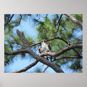 Póster Osprey In Pine Tree