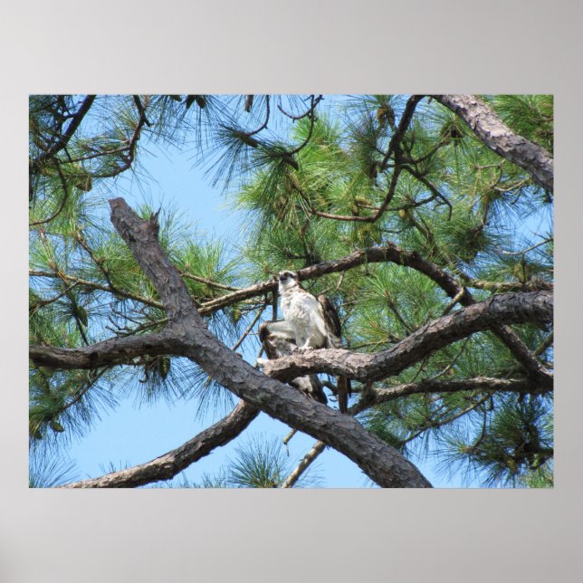 Póster Osprey In Pine Tree (Frente)