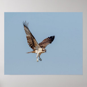 Póster Osprey juvenil en vuelo