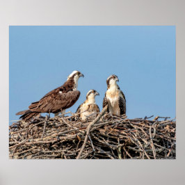 Póster Osprey mamá con sus hijos