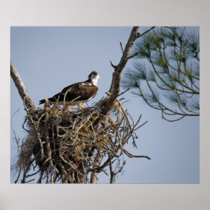 Póster Osprey Nest