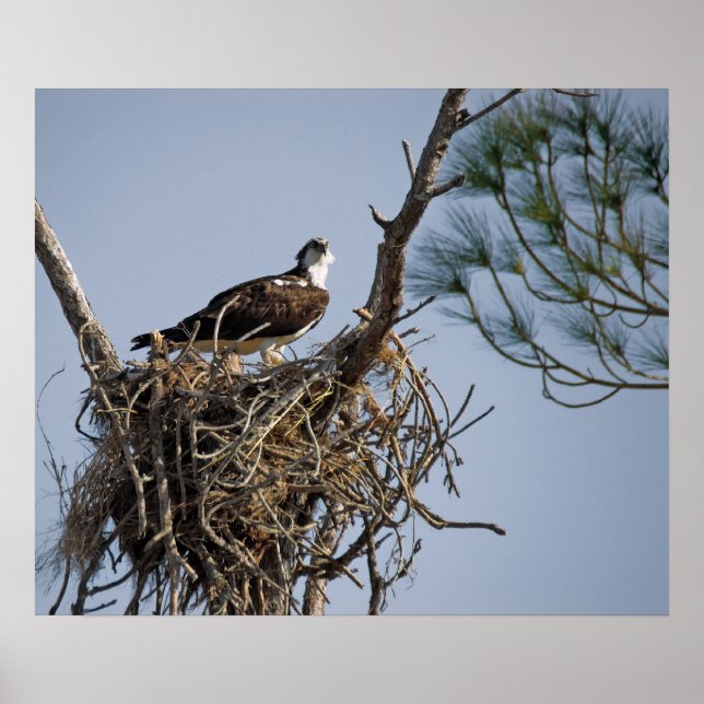Póster Osprey Nest (Frente)