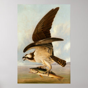 Póster Osprey - Poster Bella Artes John James Audubon
