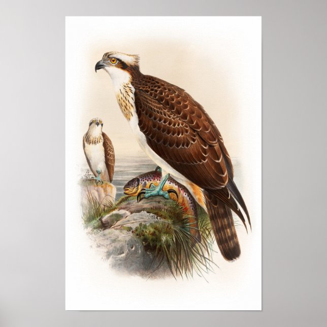 Póster Osprey Sea Hawk John Gould Aves de Gran Bretaña (Frente)