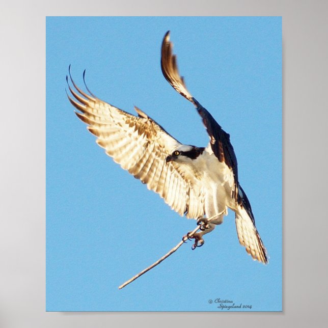Póster Osprey sosteniendo a un Poster con palos (Frente)