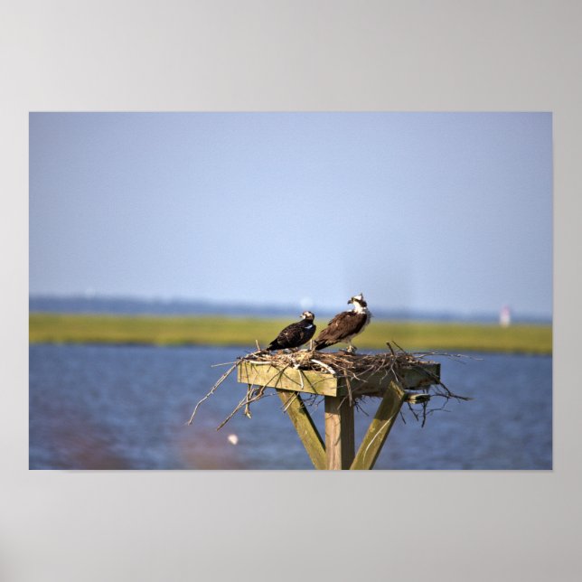 Póster Ospreys in Nest Photo (Frente)