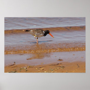 Póster Ostencatcher en la playa de Chappaquiddick Island