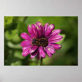 Póster Osteospermum / Dimorphotheca mutante