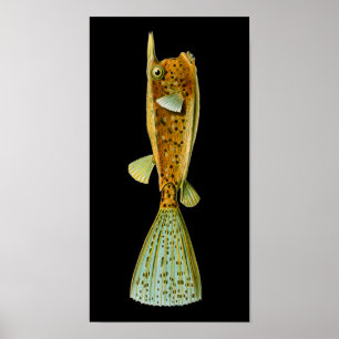 Póster Ostracion cornutus (Boxfish), Haeckel Bella Artes