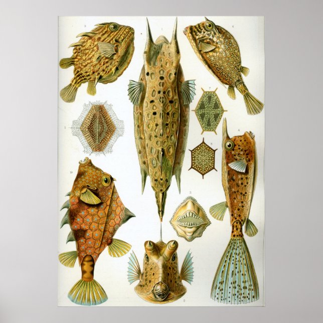 Póster Ostracionistas (Frente)