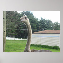 Póster Ostrich