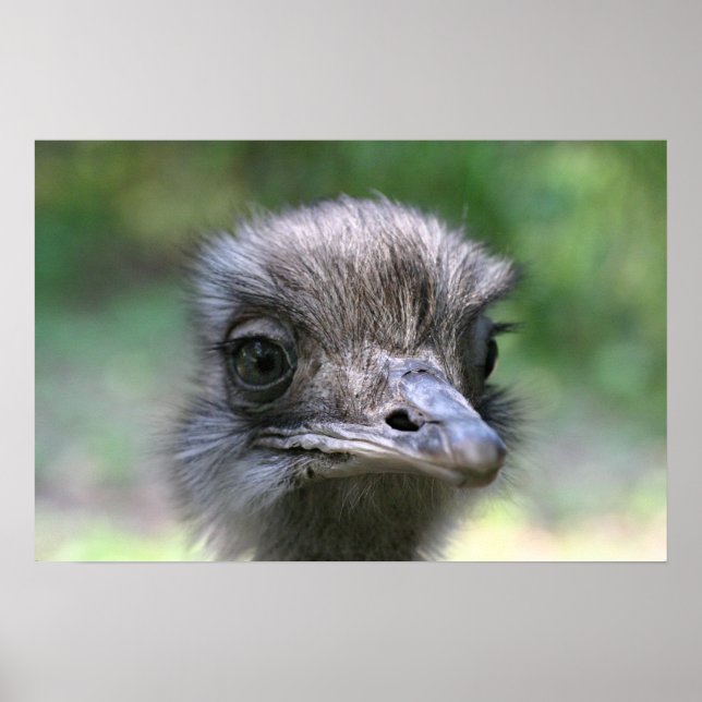 Póster Ostrich (Frente)